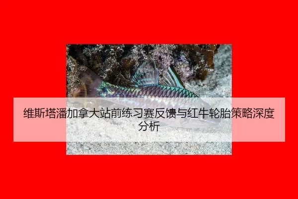 维斯塔潘加拿大站前练习赛反馈与红牛轮胎策略深度分析
